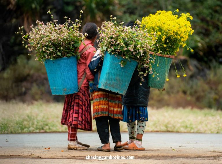 Three girls picking flowers along the Ha Giang loop route.