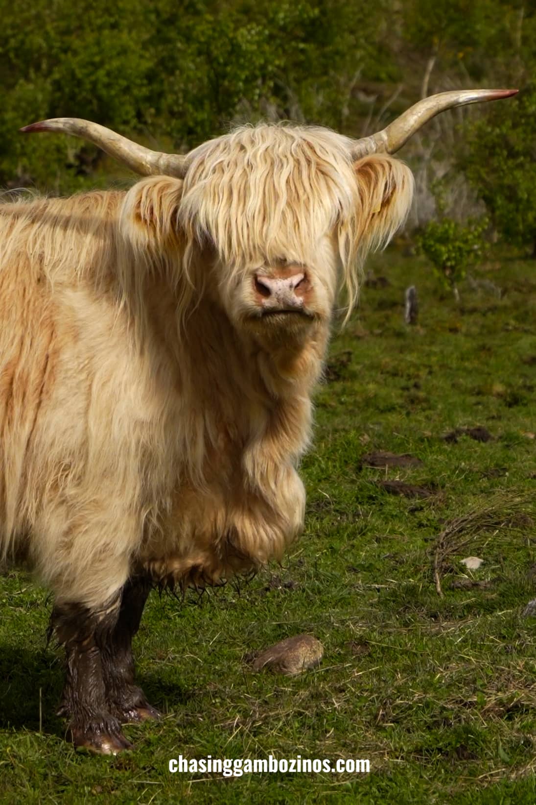 Vaca das Highlands, Escócia.