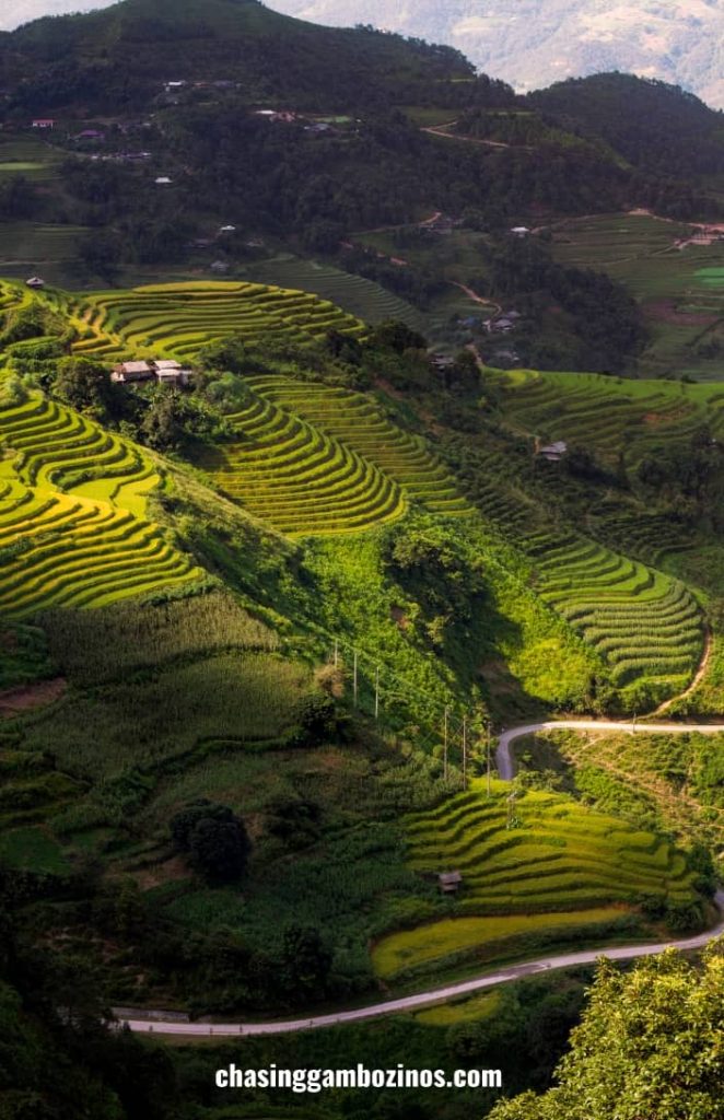 Rice fields during the best time to do Ha Giang loop to see the fields green, Spring.